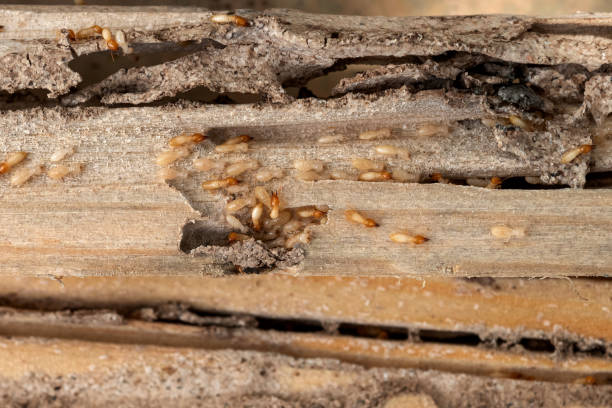 Best Pest Prevention Services  in Satsuma, AL
